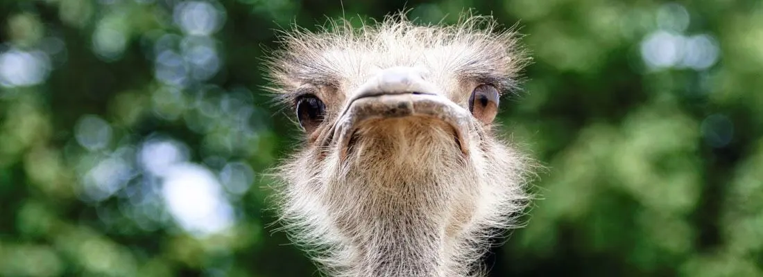 Frontale Ansicht des Kopfes eines Straußenvogels.