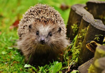 Igel auf einer Wiese.