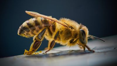 Nahaufnahme einer Honigbiene