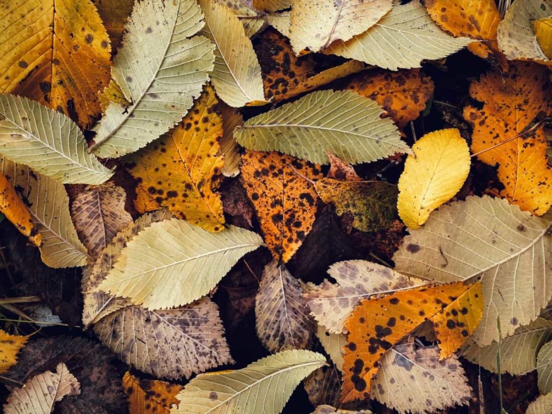 Bunte Herbstblätter auf dem Boden.