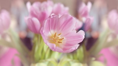 Blüte in Pastellfarben