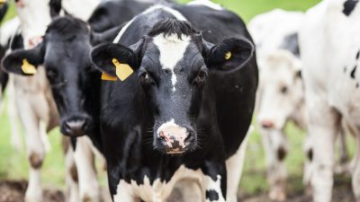 Nahaufnahme einer Herde von schwarz-weißen Kühen.